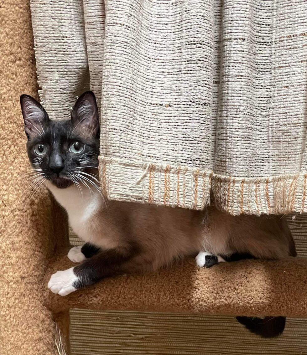 Cat Boarding in Lititz Gochenauer Pet Resort