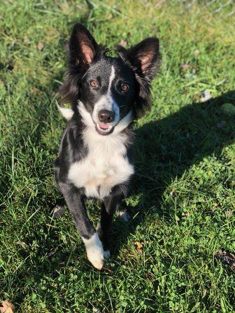 Dog in grass at Gochenauer